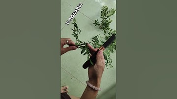 dao ghép cây thép gió cáng cẩm. dao ghép cây 3 Phước. #daoghepcay3phuoc