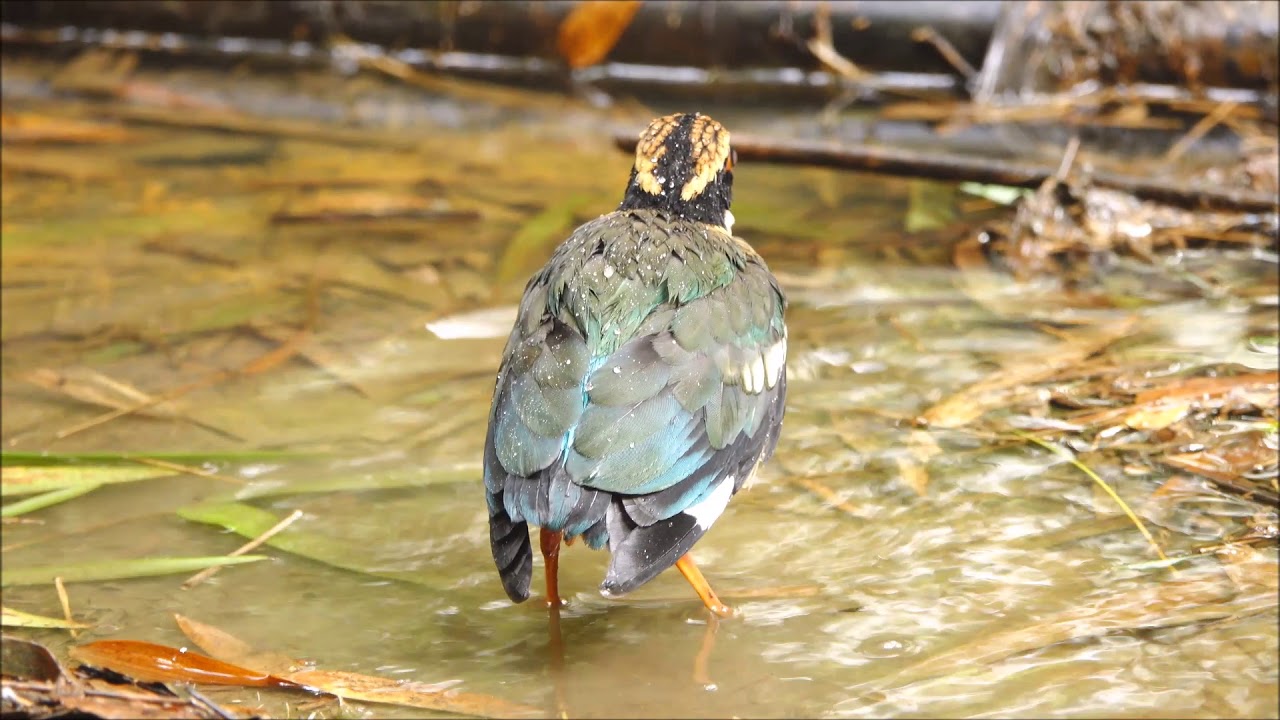 小小八 - 洗澡秀的可愛模樣 Pitta nympha (Fairy Pitta) (juvenile) ヤイロチョウ (ようちょう