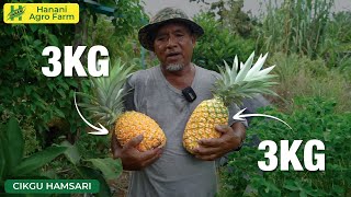 Nenas MD2 rangup | Hanani Agro Farm