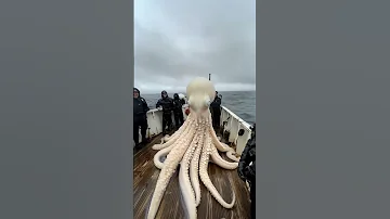 Giant Sea Octopus Caught By Fishermen GiantSeaCreatures FishingDiscoveries Oceanmysteries 