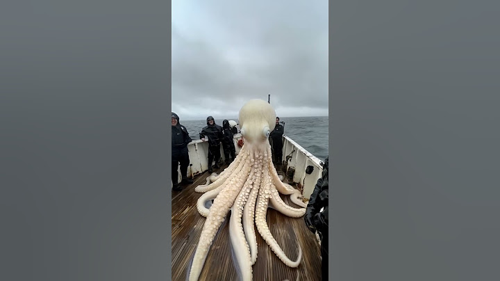 Giant Sea Octopus Caught by Fishermen! 🐙🎣#GiantSeaCreatures #FishingDiscoveries #oceanmysteries