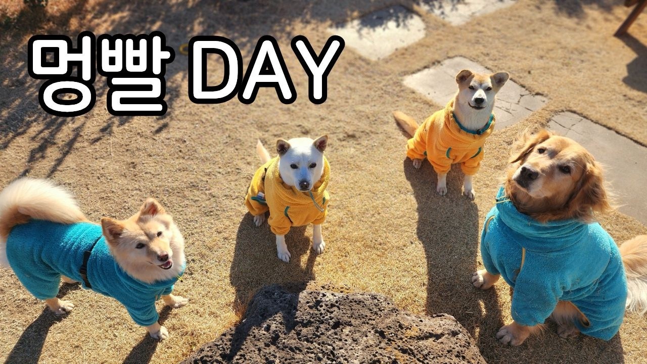 멍빨하는 날! 목욕 QnA와 함께 가운 공구!