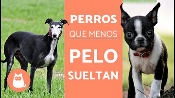 ¿Cuál es la raza de perro que menos pelo suelta?