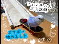 セキセイインコ　スケボー　〜じょむちゃん成長記録16〜