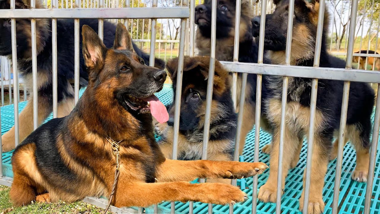 หมา พันธ์ ใหญ่  2022 New  สุนัขตำรวจ/เยอรมันเชพเพิร์ด สายสวยงามสายประกวดระดับประเทศ #ราคาเงินล้าน