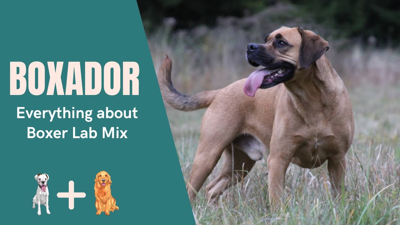 Forbedring Omkreds Skylight Boxador – Everything about Boxer Lab Mix - YouTube