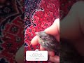 بچه گنجشک طوطی سانان گنجشکها پرنده ریلز حیوانات خانگی حیوانات بامزه