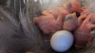 We found 70 eggs. || Week 6 | Blue Birds, Tree Swallows and Purple Martins