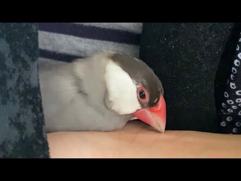 脱力しすぎな文鳥　あずき　java sparrow