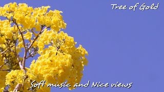 Tree of Gold -15 minutes of colorful peace and relaxation in 1080p HD