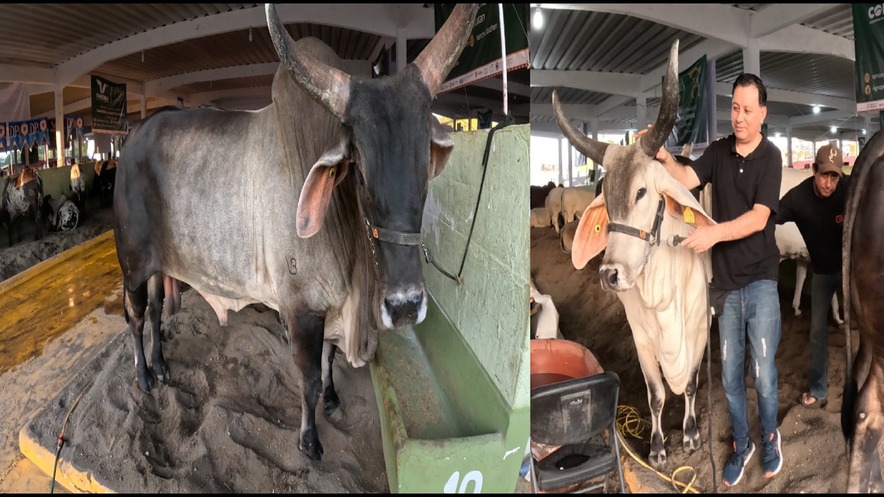 Raza de Ganado Guzerat, Toros Secretos, Características y Cualidades Únicas Guzerat Breeds