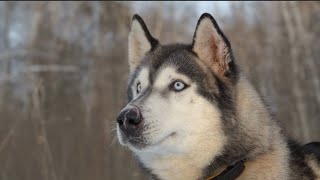 Alaskan Malamute dog