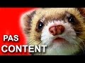 Le furet pas content  parole de furet