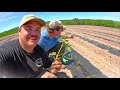 HOW WE PLANT THOUSANDS OF TOMATOES EVERY YEAR