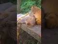 Cute monkeys in the jungle