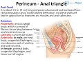 Perineum – Anal Triangle