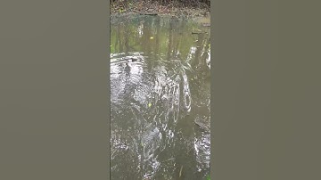 Mudskipper, cá thòi lòi, cá leo cây #nature #fish