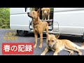 犬たちの春の山