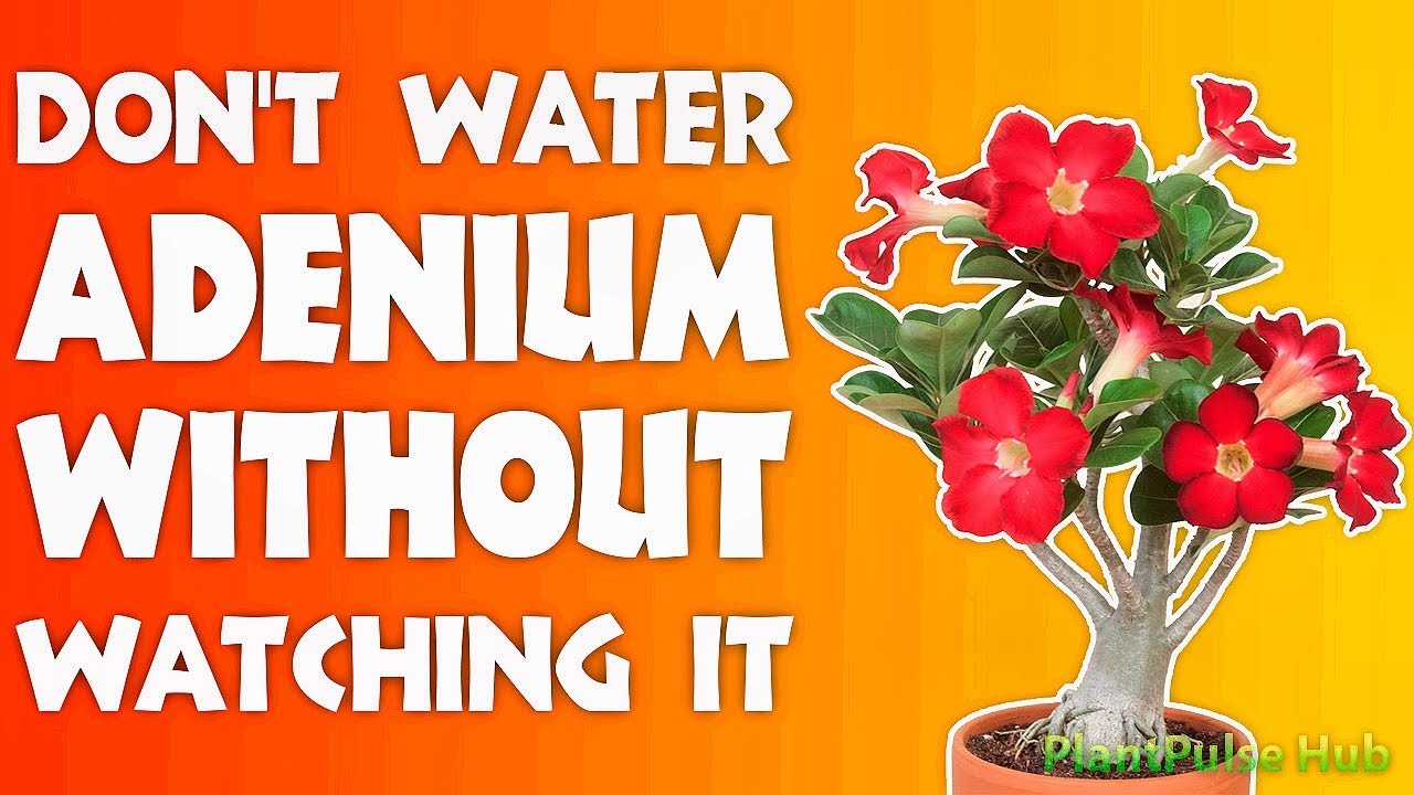 Adenium Watering Tips: How to Avoid Overwatering Your Desert Rose ...