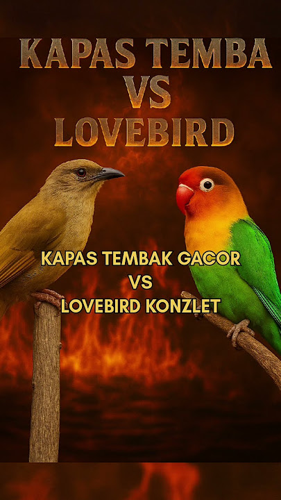 Kapas tembak vs lovebird #masteranburung #kapastembak #lovebird #burung #masteranburungjuara