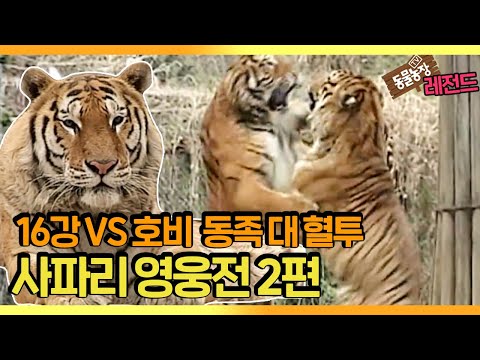 [동물농장 레전드] 호랑이 동족 대 혈투! ‘2006 사파리 영웅전’ EP.2 풀버전 다시보기 I TV동물농장 (Animal Farm) | SBS Story