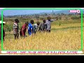 рџ ґ DC NDILE AFANYA ZIARA SKIMU YA UMWAGILIAJI NJALILA ATOA MAELEKEZO KUKABILIANA NA MIGOGORO рџ ґ DC NDILE AFANYA ZIARA SKIMU YA UMWAGILIAJI NJALILA ATOA MAELEKEZO KUKABILIANA NA MIGOGORO