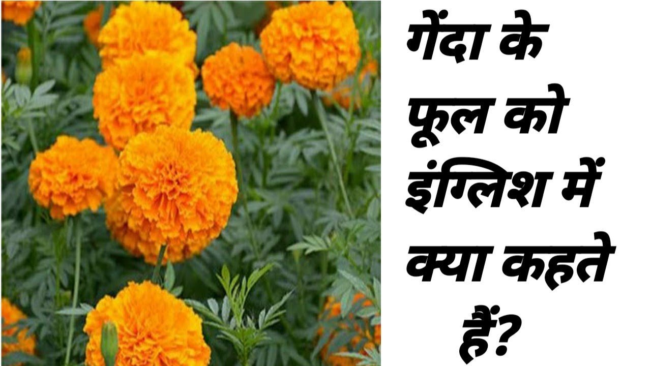 Genda Phool Meaning In English