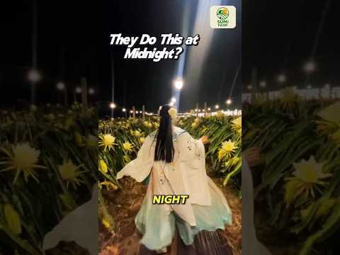 Why Farmers Hand-Pollinate Dragon Fruit at Night #shorts