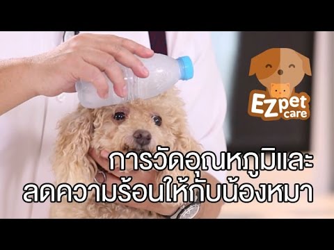 EZ pet care [by Mahidol]  การวัดอุณหภูมิและลดความร้อนให้กับน้องหมา