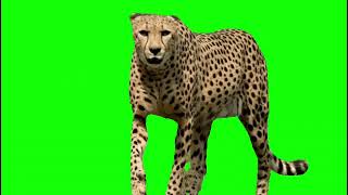 Lion, Cheetah, Tiger, Wolf Green Screen