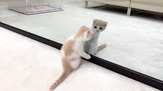 生まれて初めて鏡を見た子猫の反応が100点すぎましたwww