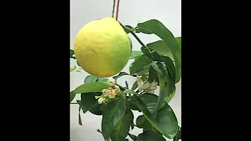 Лимонное дерево дома - гармония и благополучие 🍋