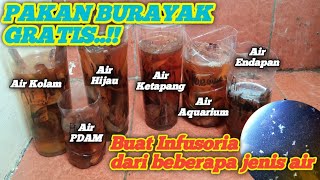Gratis pakan burayak || infusoria dengan beberapa jenis air yang berbeda