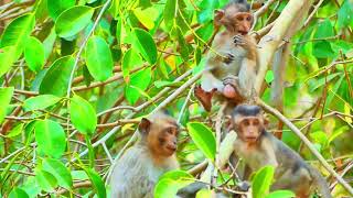 The Cute baby monkeys is communicating on the tree #cute #cutebaby #baby