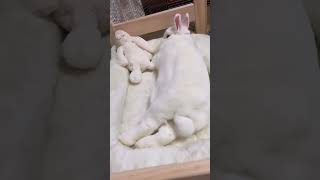 Big Bunny Rabbit Pet Lop Rabbit