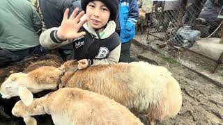 КОЙ БАЗАРДА КОЗУЛУУ КОЙЛОР ТОЛДУ 🤩 #байтв 