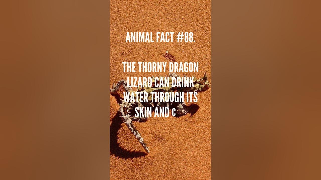 discover-mind-blowing-thorny-dragon-lizard-facts-in-1-minute-bite