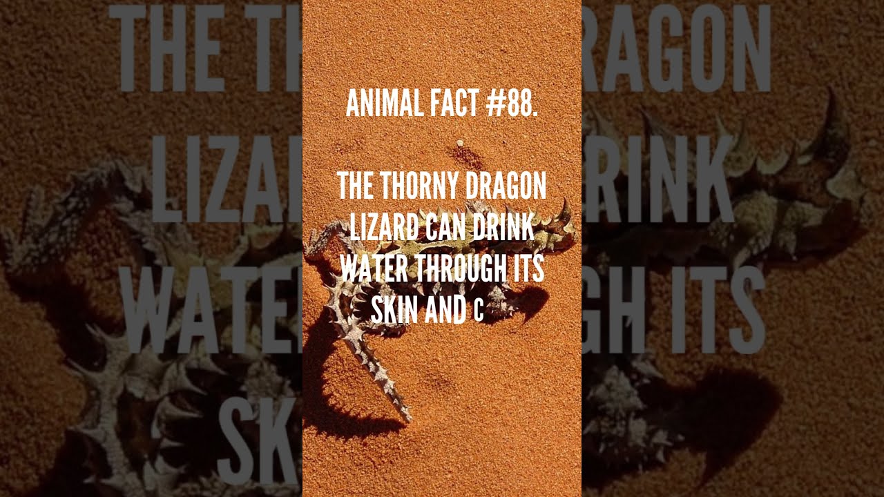 Discover Mind Blowing Thorny Dragon Lizard Facts In 1 Minute Bite Discover Mind Blowing Thorny Dragon Lizard Facts In 1 Minute Bite