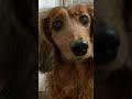 通りすがりの二度見犬