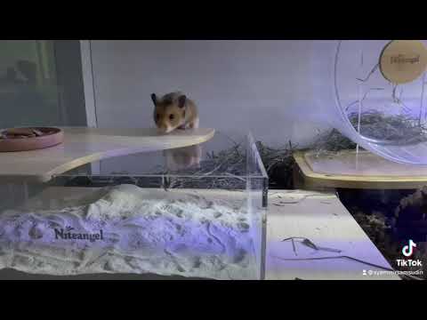 NITEANGEL HAMSTER CAGE "LARGE"