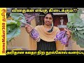 அரிதான ஊதா நிற நூல்கோல் வளர்ப்பு | Growing Rare Purple knol khol from Seeds to Harvest