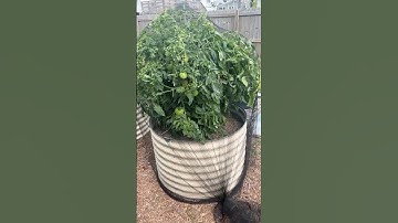 Tomato netting for birds. It