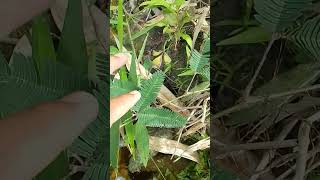 Para Putri Pemalu...