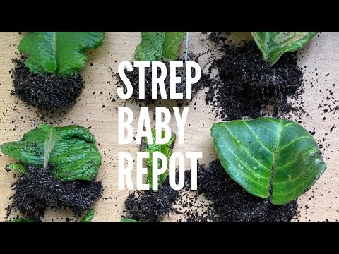 Video: Streptocarpus, Mogući Problemi U Uzgoju
