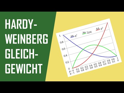 Hardy-Weinberg Gleichgewicht | Allelfrequenz, Genotypfrequenz - Mit Beispielrechnungen zur Übung