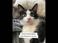Glad I found something simpler!#catsoftiktok #catmom #catallergy
