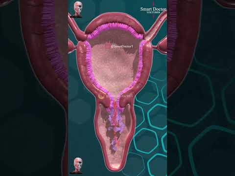 Menstrual Cycle 