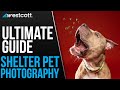 Tips & Tricks for Shelter Pet Photography | The Ultimate Guide
