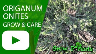 Origanum onites - grow & care (Cretan Oregano)