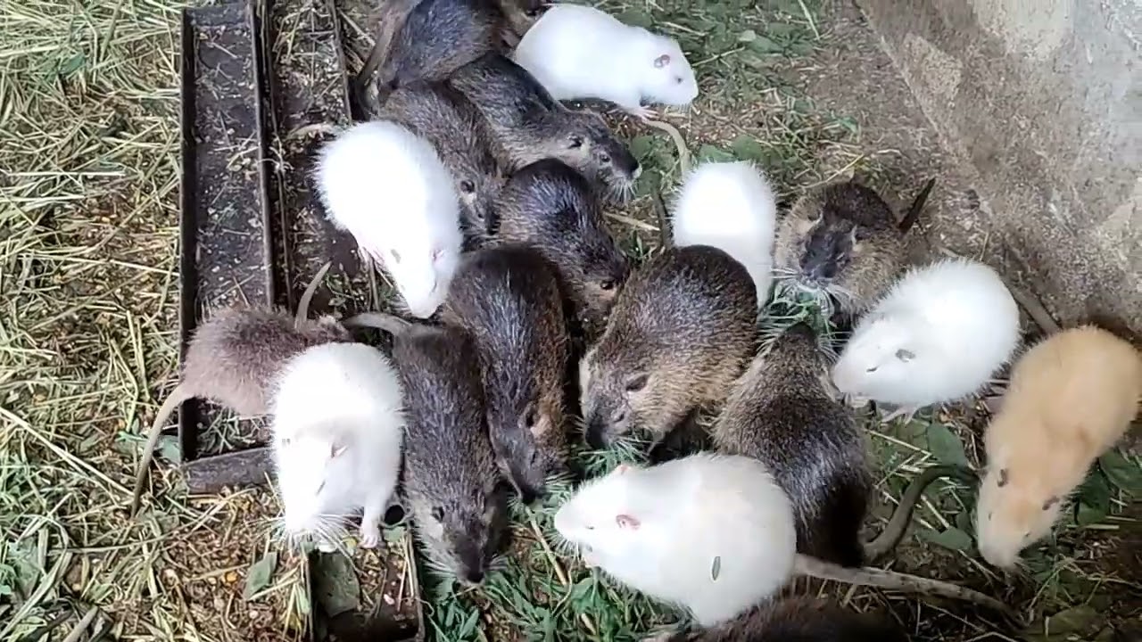 Ядовитые растения для нутрий ?